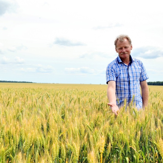 Farmer standing in wheat paddock pointing to crop